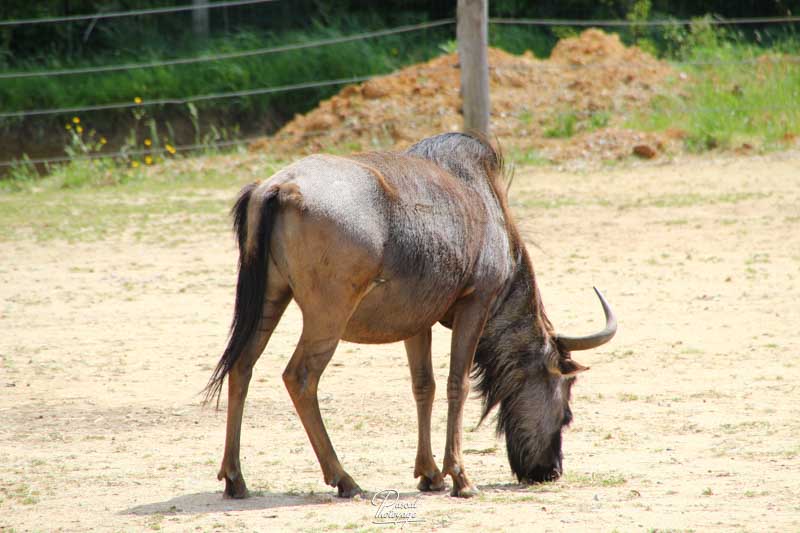 Zoo de La Boissière du Doré