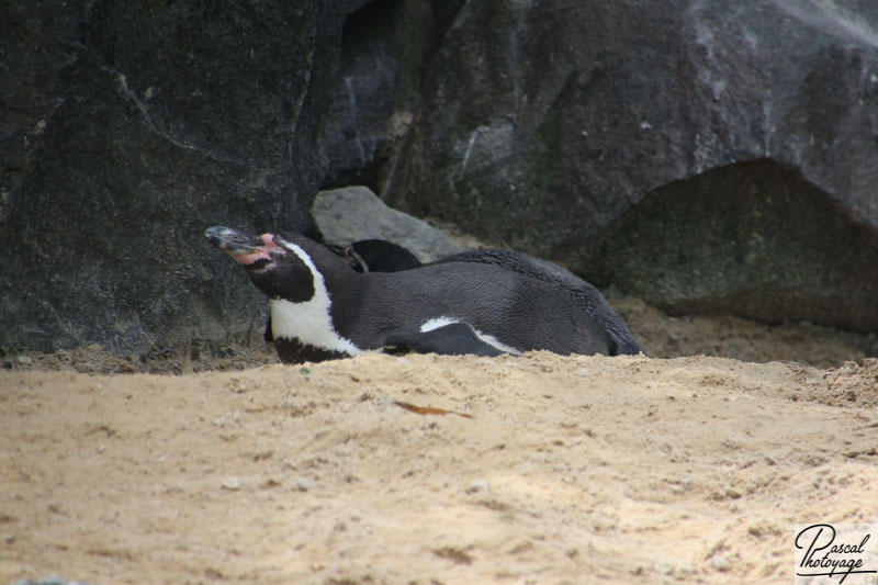 Zoo de La Flèche