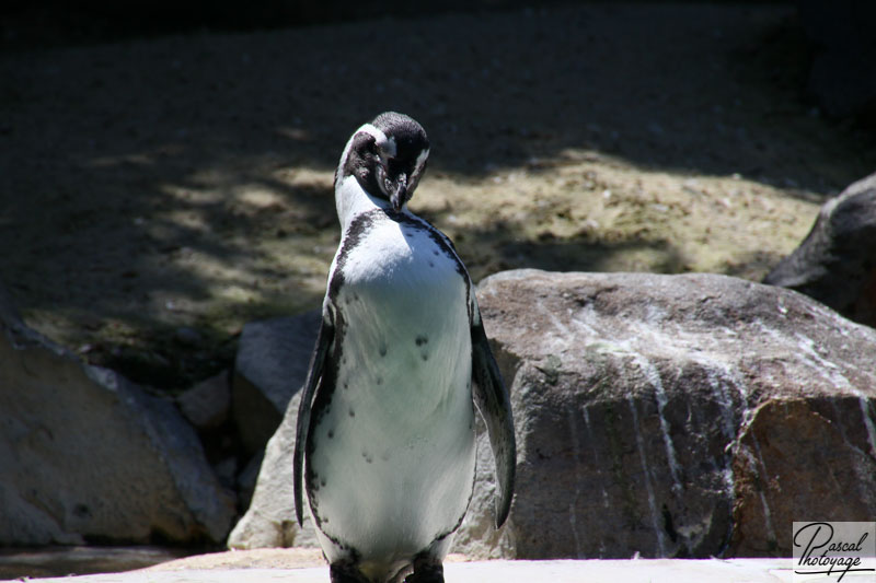 Zoo de La Flèche