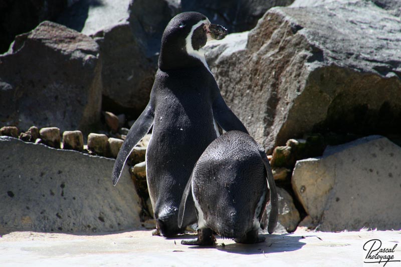 Zoo de La Flèche