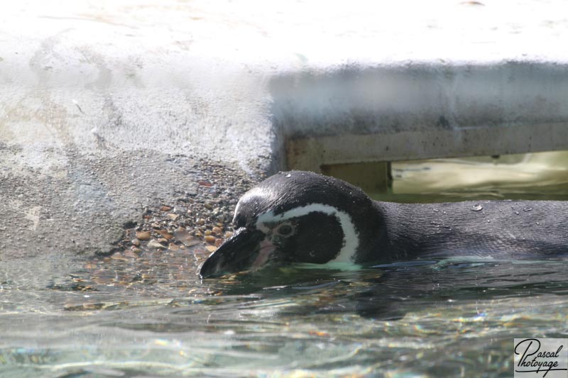 Zoo de La Flèche